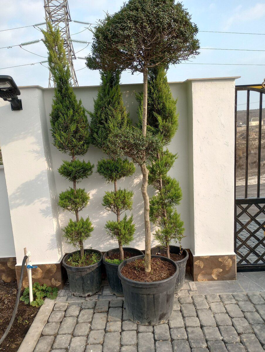 Bağban işi axtarıram — İş axtarıram, Bakı (8)