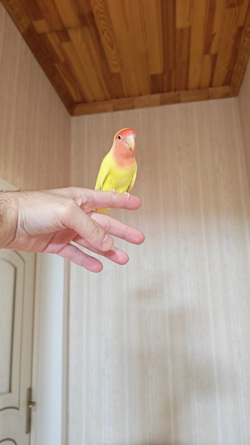 Məhsul: Sevimli papuqay – Agapornis (Lovebird) növü, sarı gövdə və — Tutyun papağayı, Digah (4)