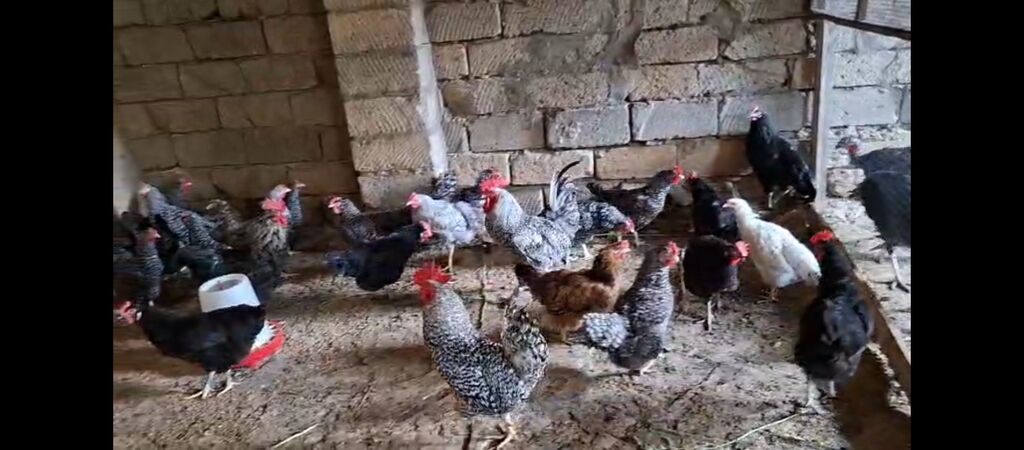 Temiz xorkov toyuq ve xoruzlar sürüyle satılır teki 25 AZN — Toyuq və xoruz, Digah (7)