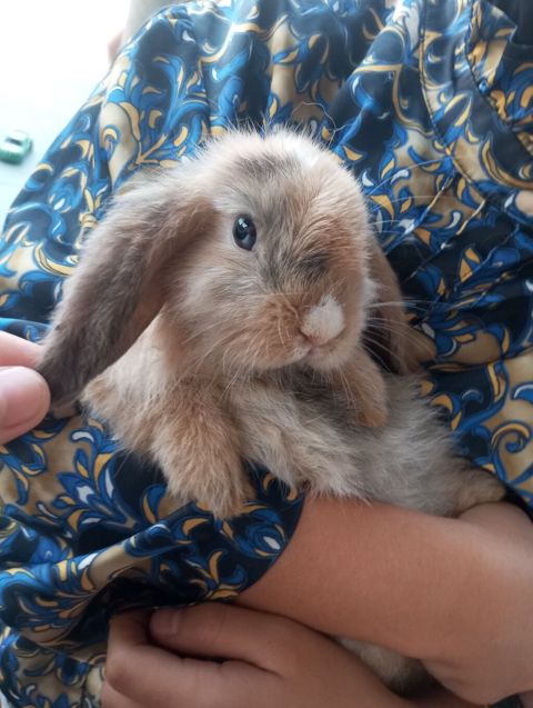 Holland Lop qulaqlı dekorativ dovşan balaları - Cins: Lop (sallanan — Digah