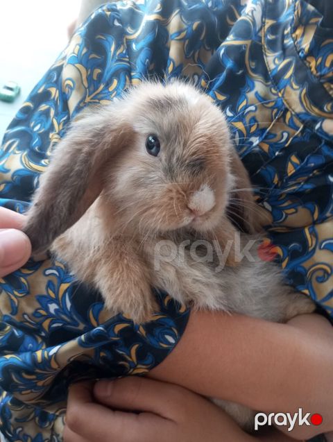 Holland Lop qulaqlı dekorativ dovşan balaları - Cins: Lop (sallanan — Digah