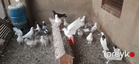 Coxsu Tutulmadir — Masazır