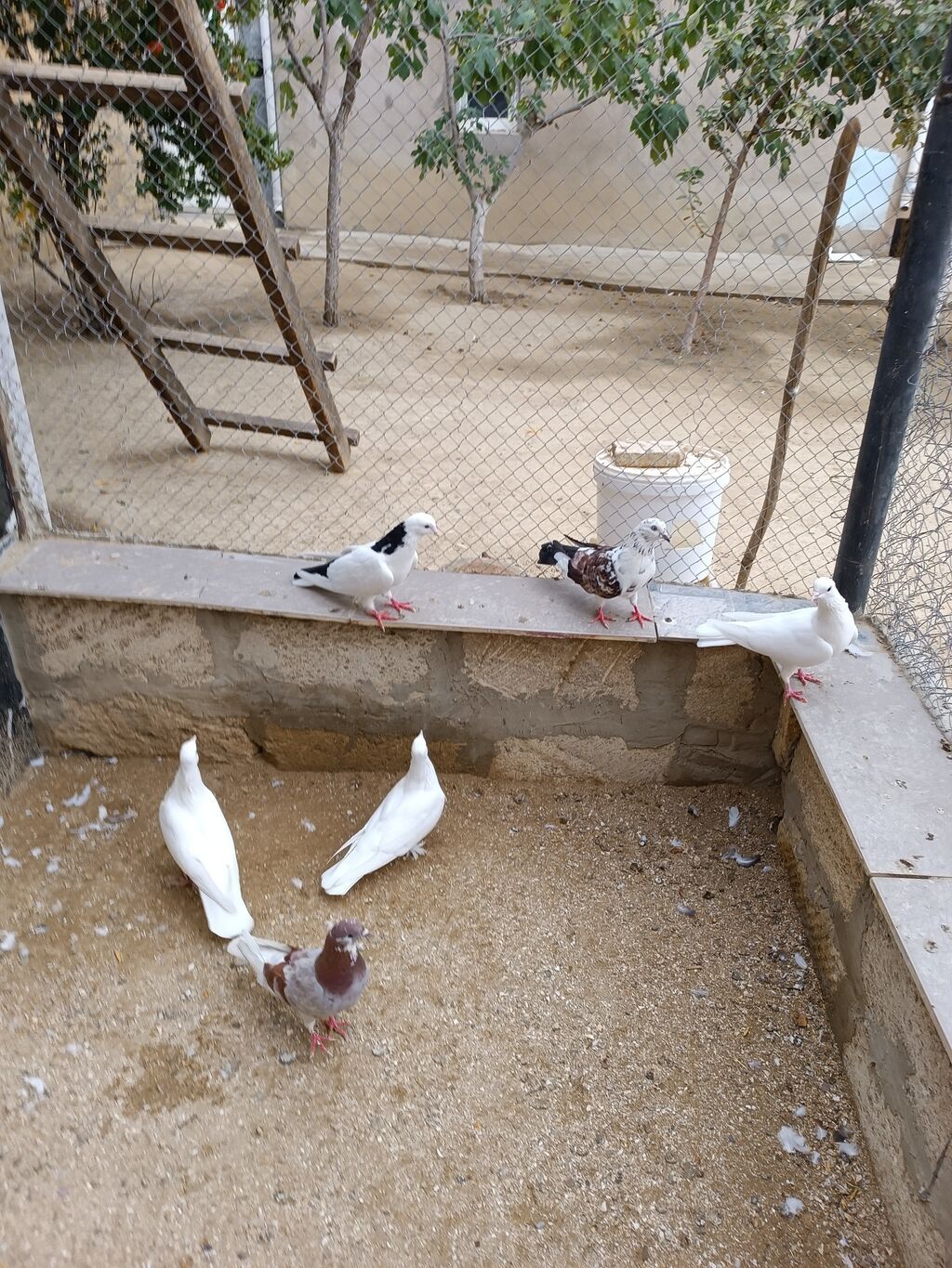 Quşlar hamısı bir yerdə satılır içində hər cür quş var. Tam sağlam — Göyərçin, Saray (4)