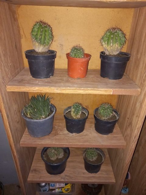 Aloe və kaktus — Bakı