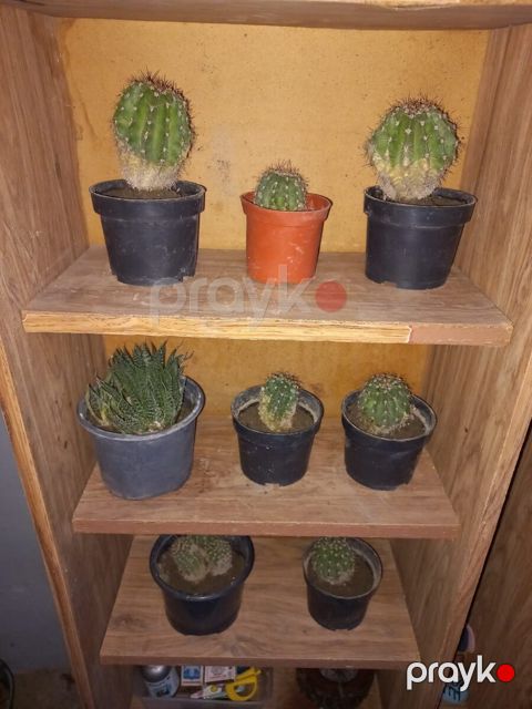Aloe və kaktus — Bakı