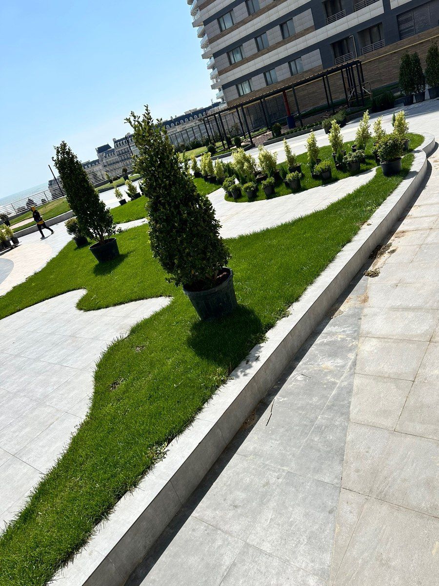 Qazon — Bitkilər, Bakı (9)