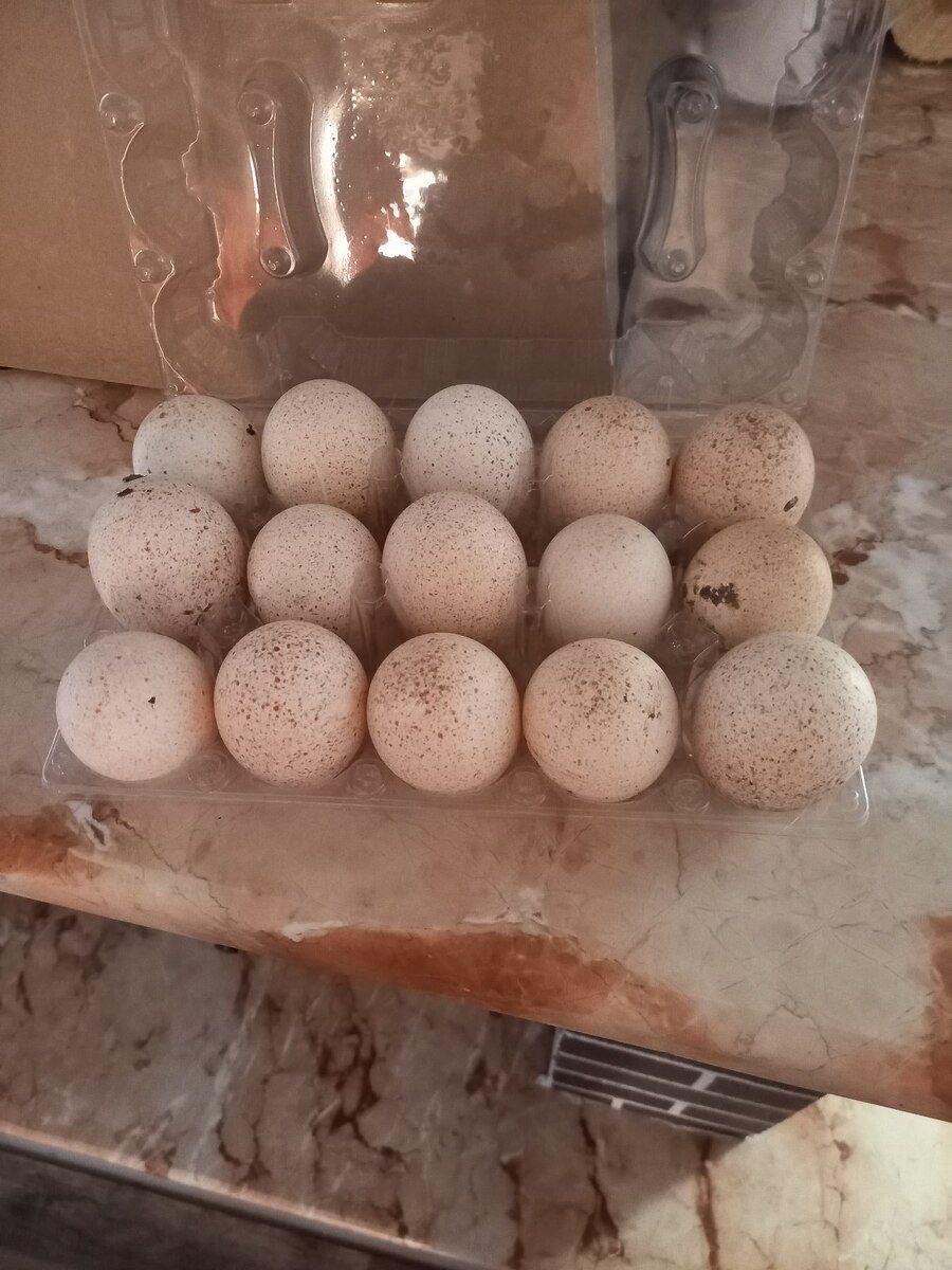 Mayalı boz hinduşka yumurtaları — Quşlar, Bakı (2)