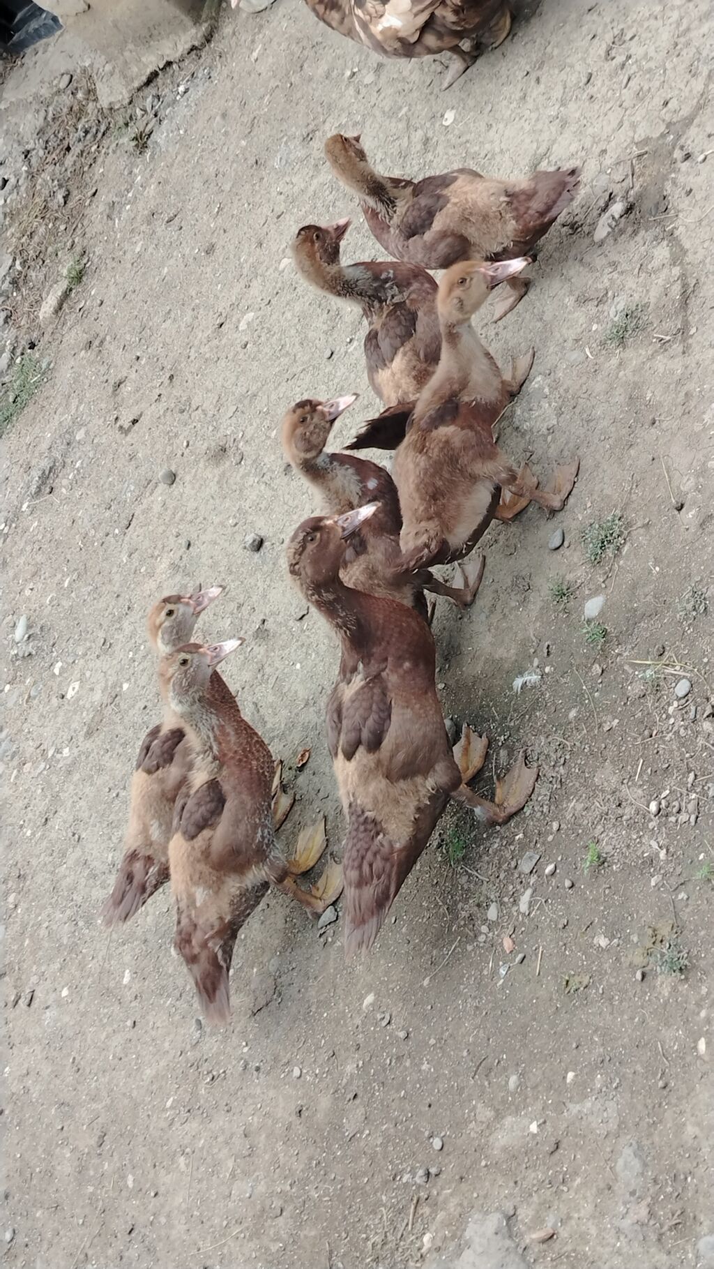 Bir ededi - 20 manata Satılır: muskovi ördək balaları (indoutka) — Digərləri, Quba (3)