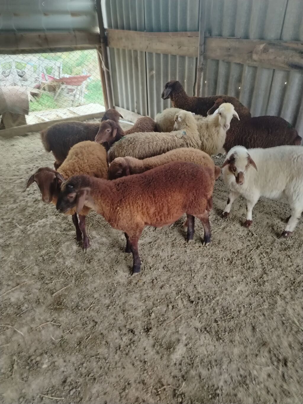 Yaxın ərazilərə pulsuz catdırılma var hamısı erkəy — Kənd təsərrüfatı heyvanları, Pirəkəşkül (6)