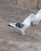 Deste goy quyrug bir terefli goy cep maya 12 tuk 2 qanadi kesiyde — Elanin Sahibi — Birds