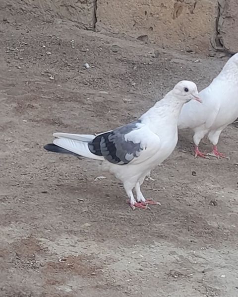 Deste goy quyrug bir terefli goy cep maya 12 tuk 2 qanadi kesiyde — Bakı
