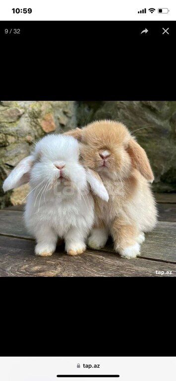 Mini lop dovşanlar — Dovşanlar, Xırdalan (3)