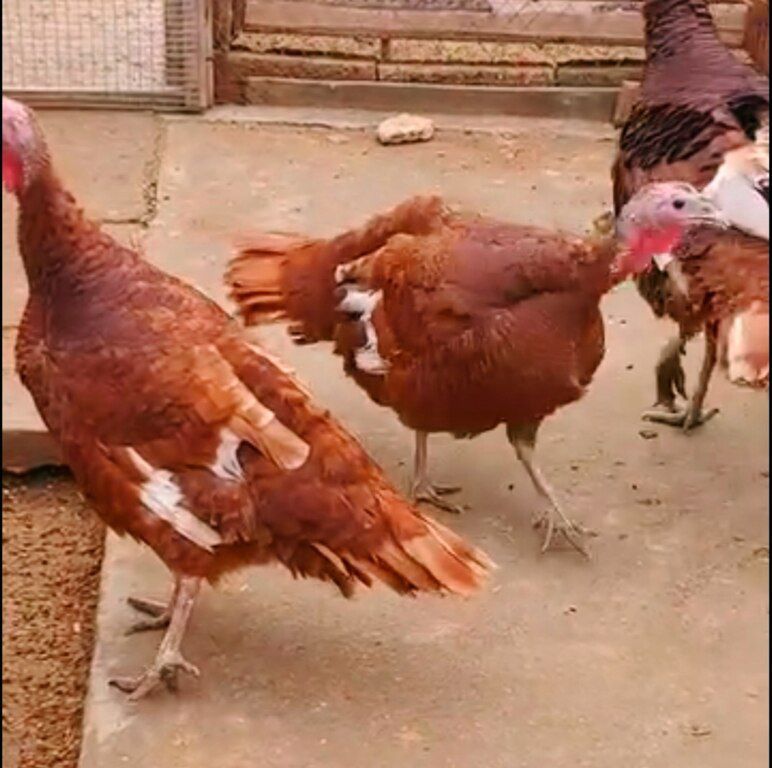 Red Burbon hinduşka yumurtası — Quşlar, Bakı (4)