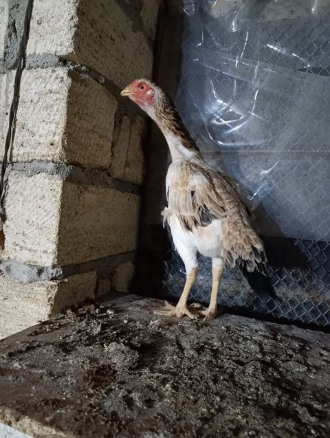 Heyratı toyuq — Sumqayıt