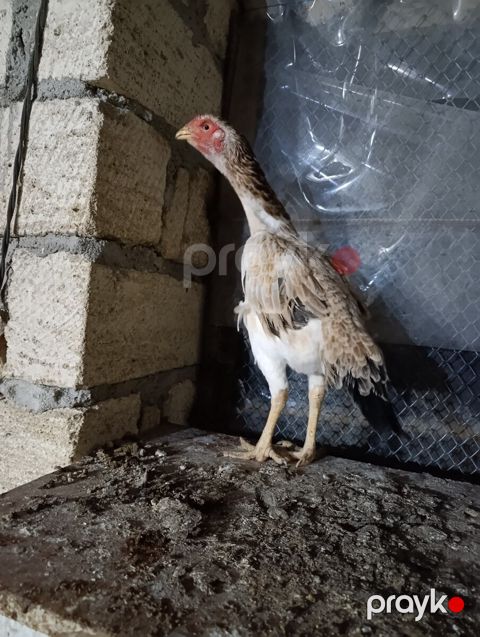 Heyratı toyuq — Sumqayıt