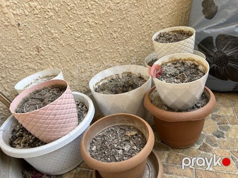Çiçək və otaq bitkiləri üçün müxtəlif ölçülü dibçəklər dəsti — Bakı