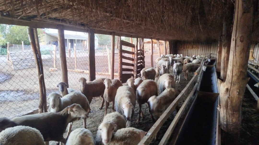 Quzular — Kənd təsərrüfatı heyvanları, Sumqayıt (5)