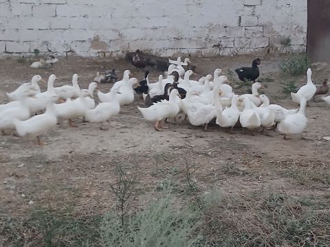 Erkək, Ətlik, Ünvandan götürmə — Pirəkəşkül