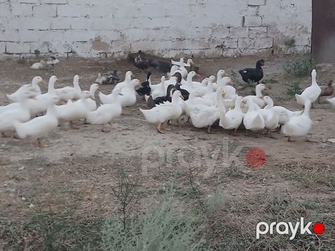 Erkək, Ətlik, Ünvandan götürmə — Pirəkəşkül