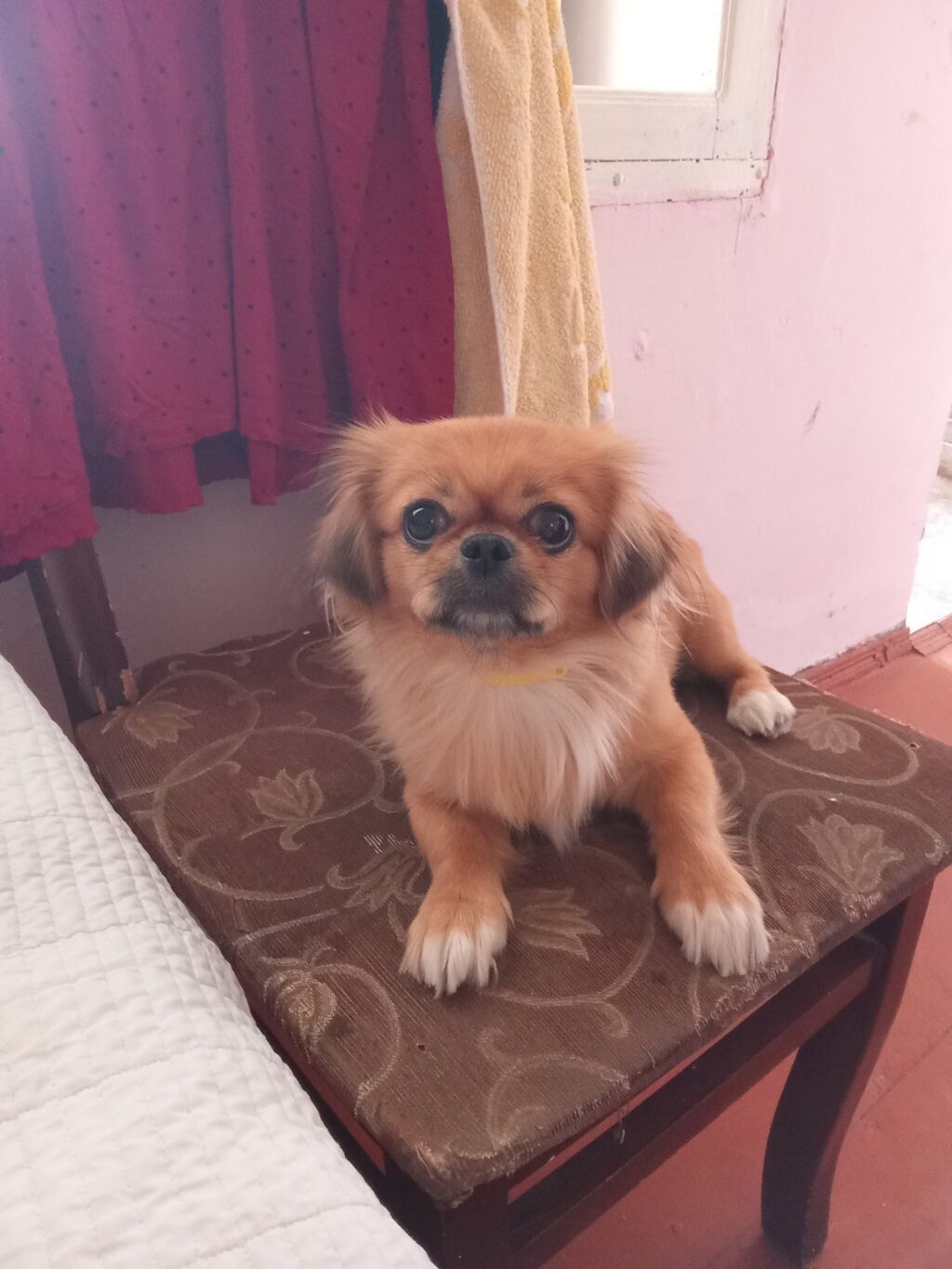 Pekines, 11 ay, Dişi, Ünvandan götürmə — Köpəklər, Bakı
