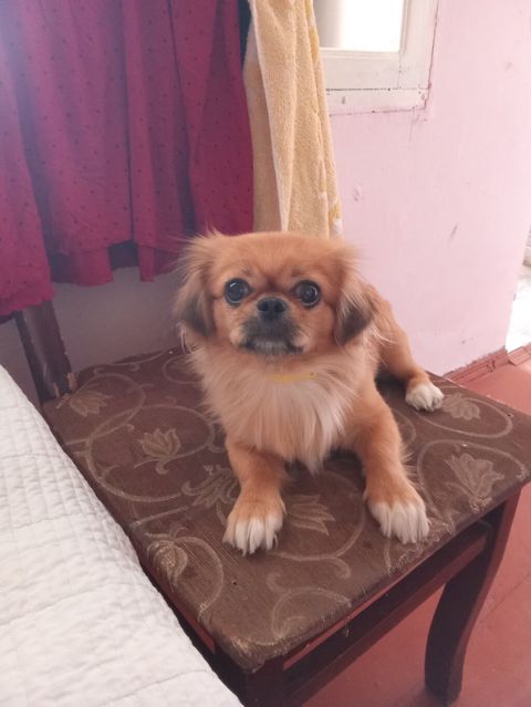 Pekines, 11 ay, Dişi, Ünvandan götürmə — Bakı