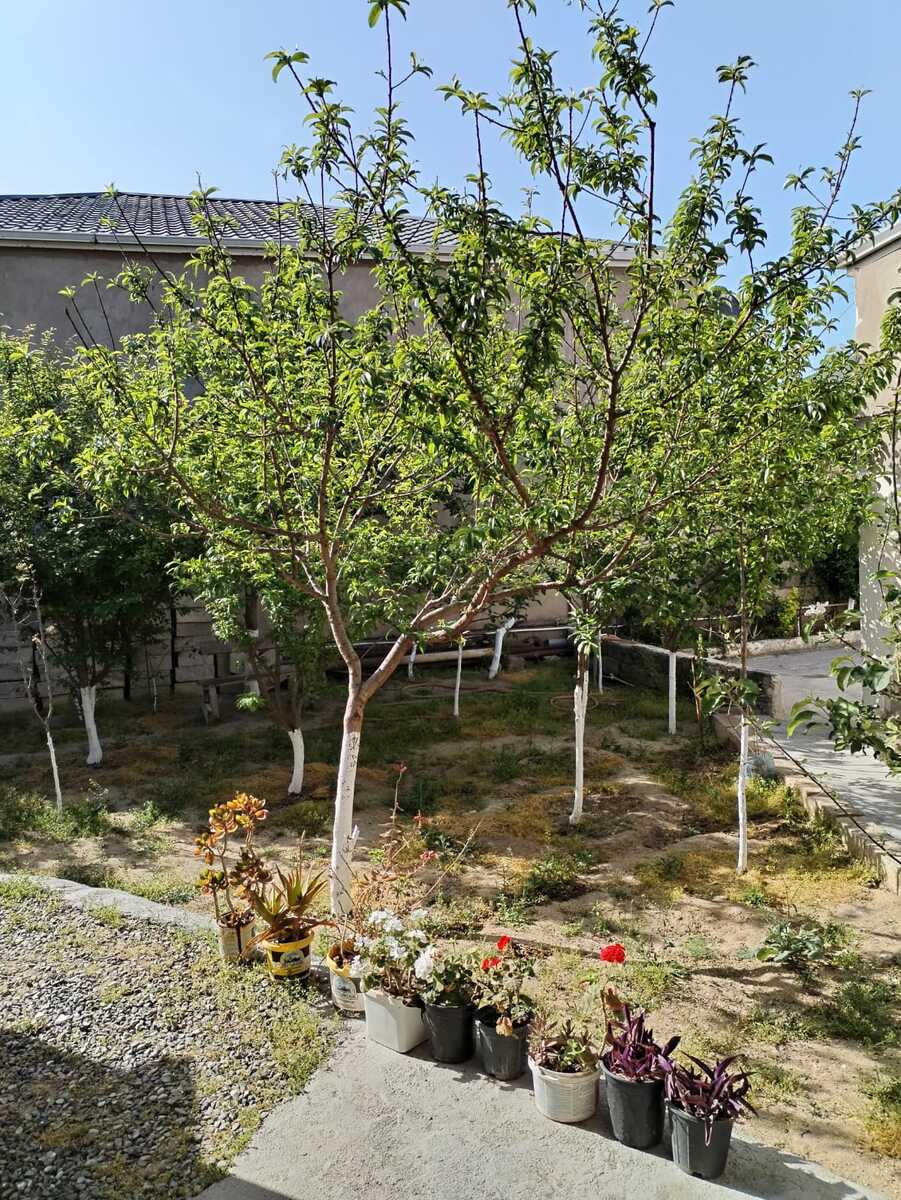Satılır 5 otaqlı həyət evi/bağ evi 130 m² — Ev, villa, Bakı (3)