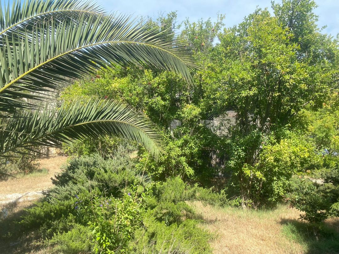 Satılır torpaq 30 sot — Torpaq, Bakı (5)