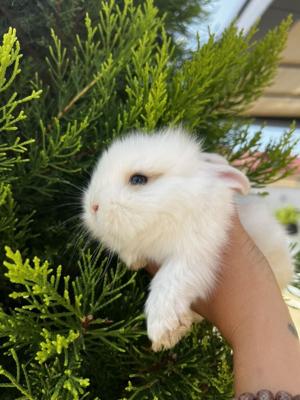 1 aylıq balaca Hazırda məndə bu çox şirin dovşanım var Çox şirin — Dovşanlar, Digah (2)