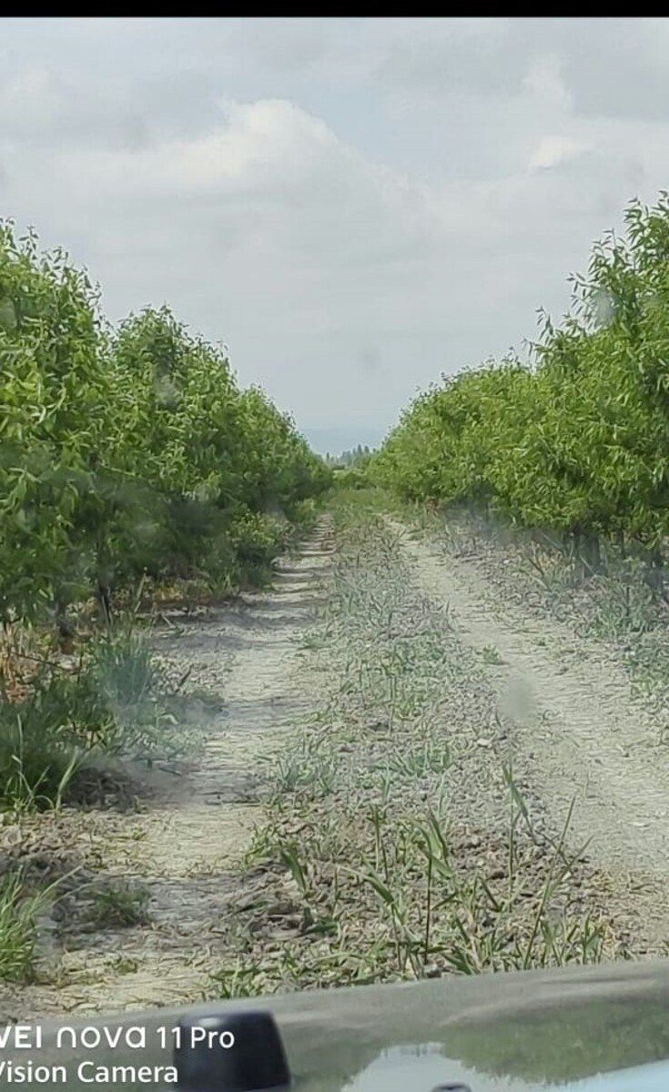 320 sot torpaq sahəsi, Xaçmaz r — Torpaq, Xaçmaz (2)