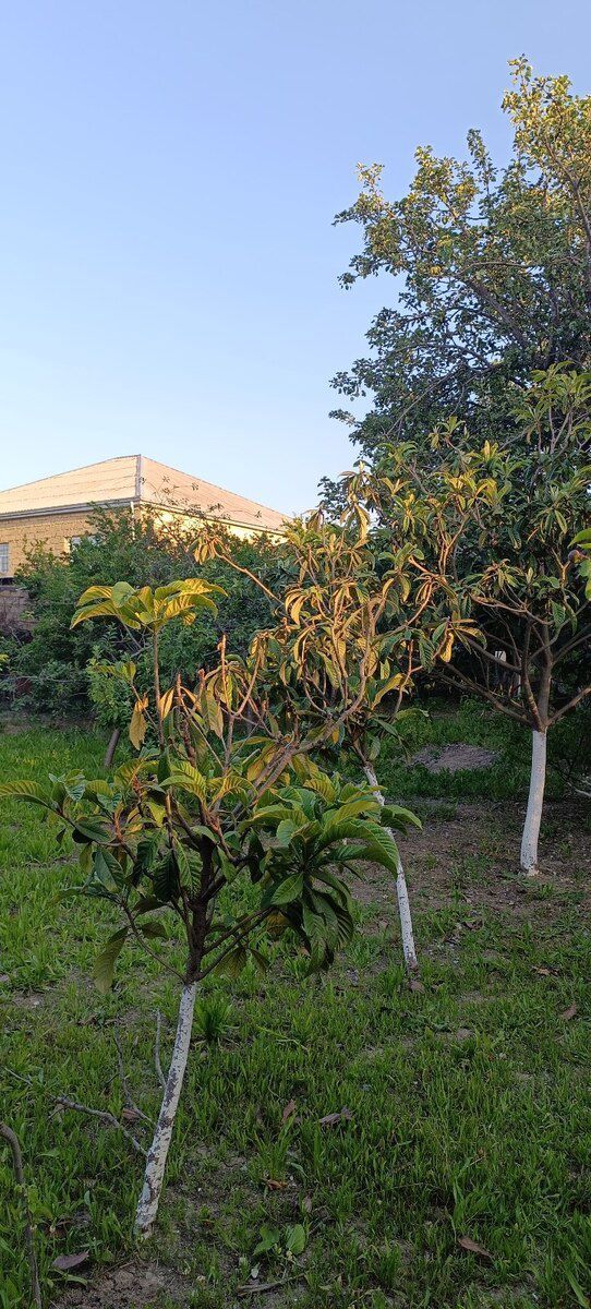 5 sot torpaq sahəsi, Saray qəs — Torpaq, Bakı (10)