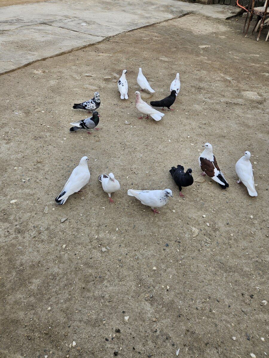 Göyərçinlər — Quşlar, Bakı (3)