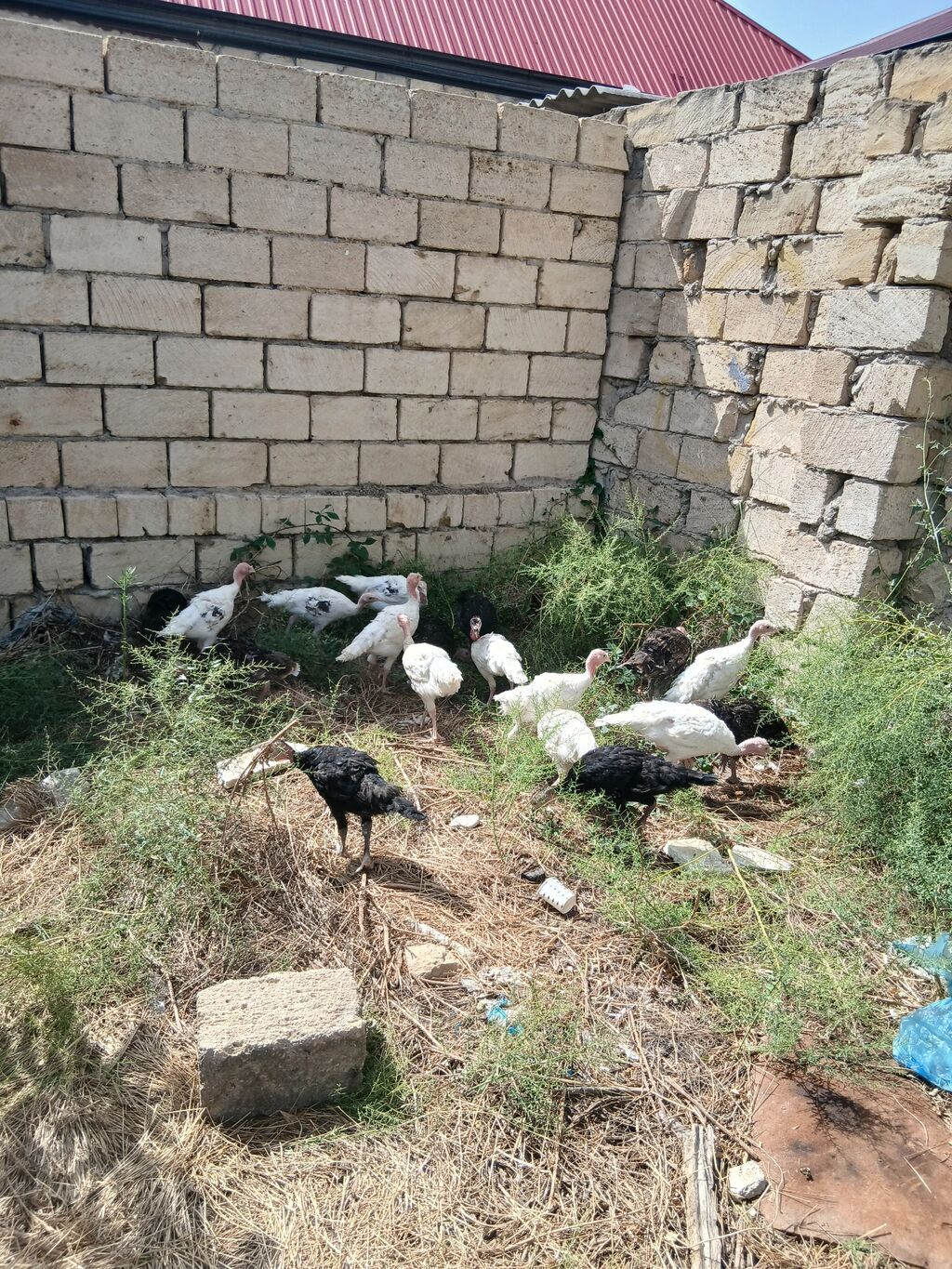 Hinduşka cücələri 2 aylıqdırlar tam sağlam hündüşqalardı qiymet — Digərləri, Sumqayıt (5)