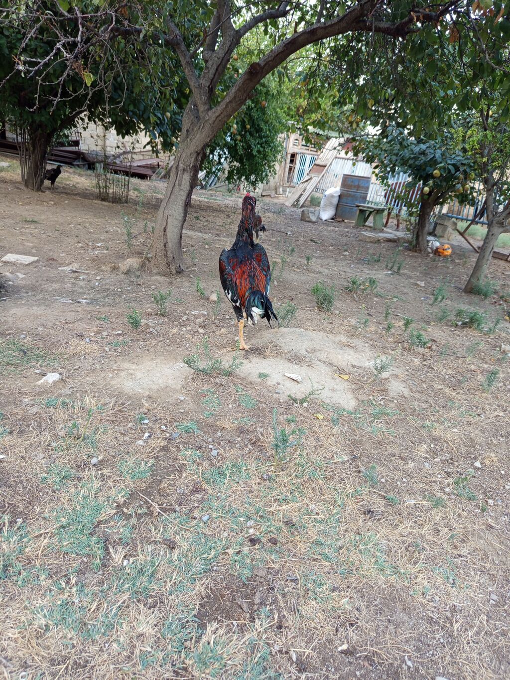 Heyrati bece normal saglam cins heyvandi masallah — Quşlar, Bakı (2)