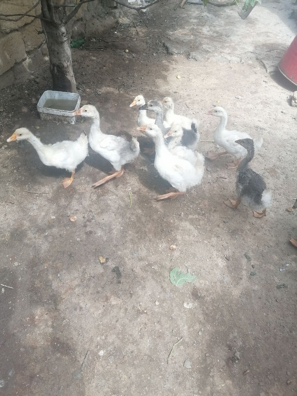 Dişi, Linda, Damazlıq, Ünvandan götürmə, Ödənişli çatdırılma — Digərləri, Novxanı (2)
