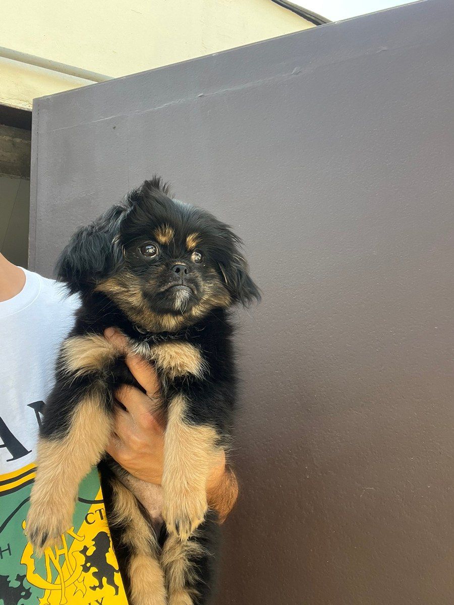 Pekines balası — Köpəklər, Bakı (4)