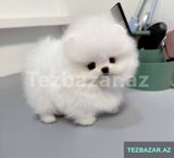 Pomerian Spitz balasi satlir disi — Maqo — Dogs