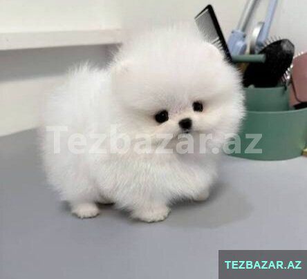 Pomerian Spitz balasi satlir disi — Bakı