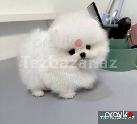 Pomerian Spitz balasi satlir disi — Bakı