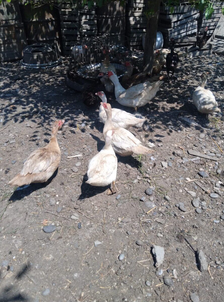 Mayalı lal ördək yumurtaları — Quşlar, Xaçmaz (4)