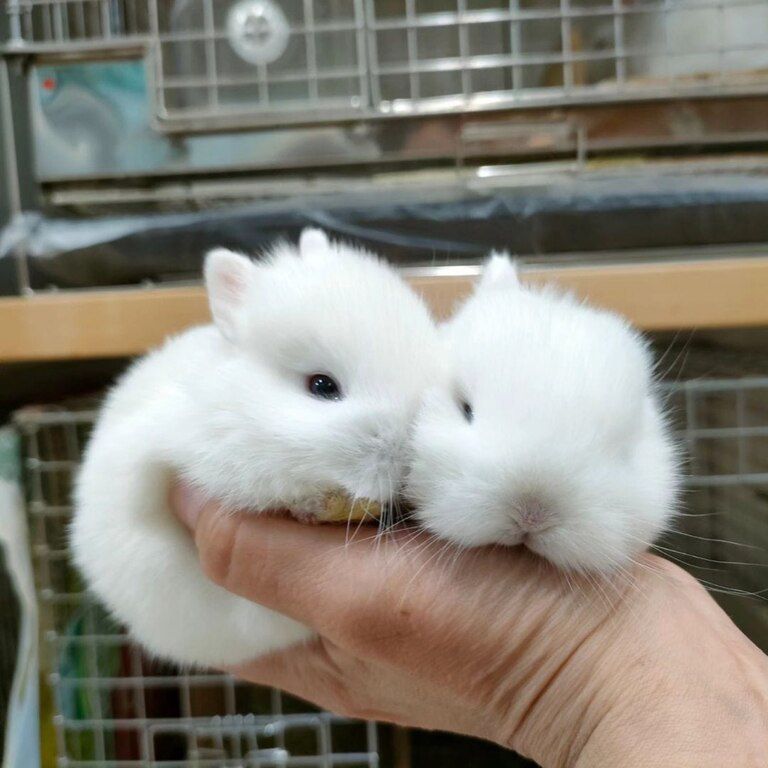 Mini lop dovşanlar — Dovşanlar, Xırdalan (6)