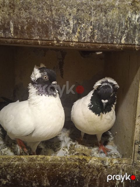 Salam manax satılır hazır cutdulər,cutləsirlər,cütü 30manata,barter də — Bakı
