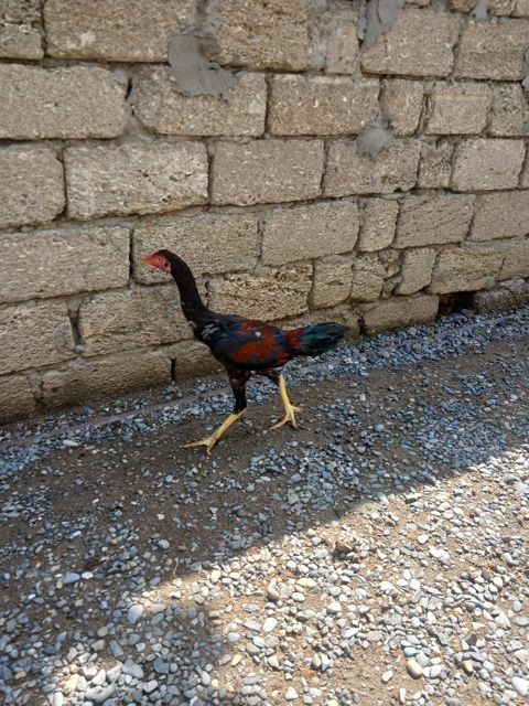 Heyratı beçə — Bakı