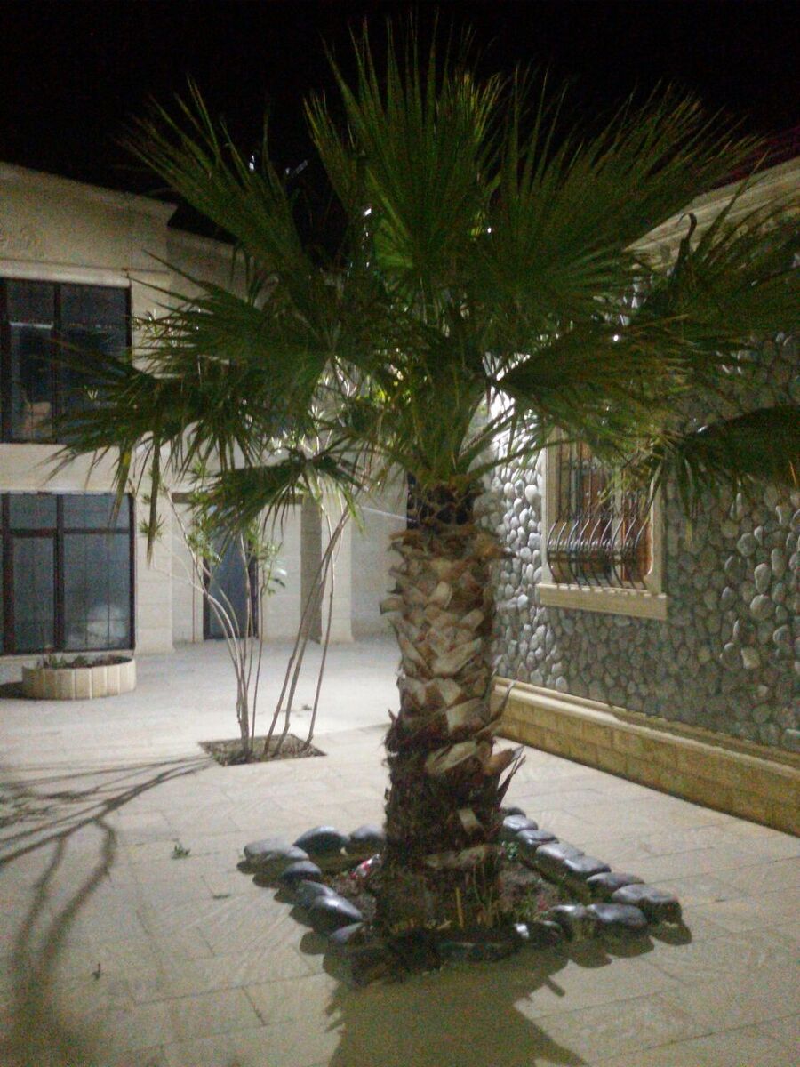 Bağ evi kirayə verilir, Görədil qəs — Ev, villa, Bakı (5)