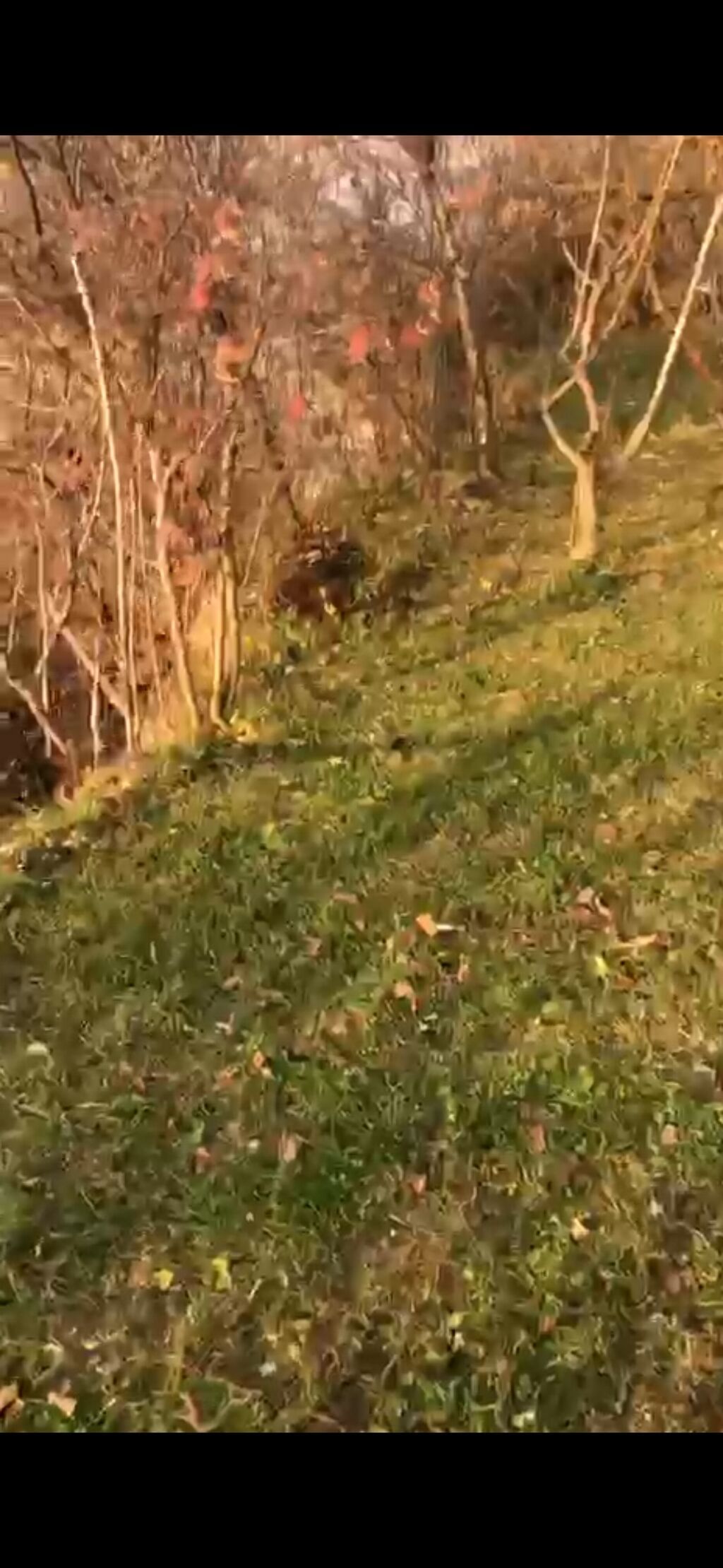 10 sot, Tikinti, Mülkiyyətçi, Kupça (Çıxarış) — Torpaq, Qəbələ (7)