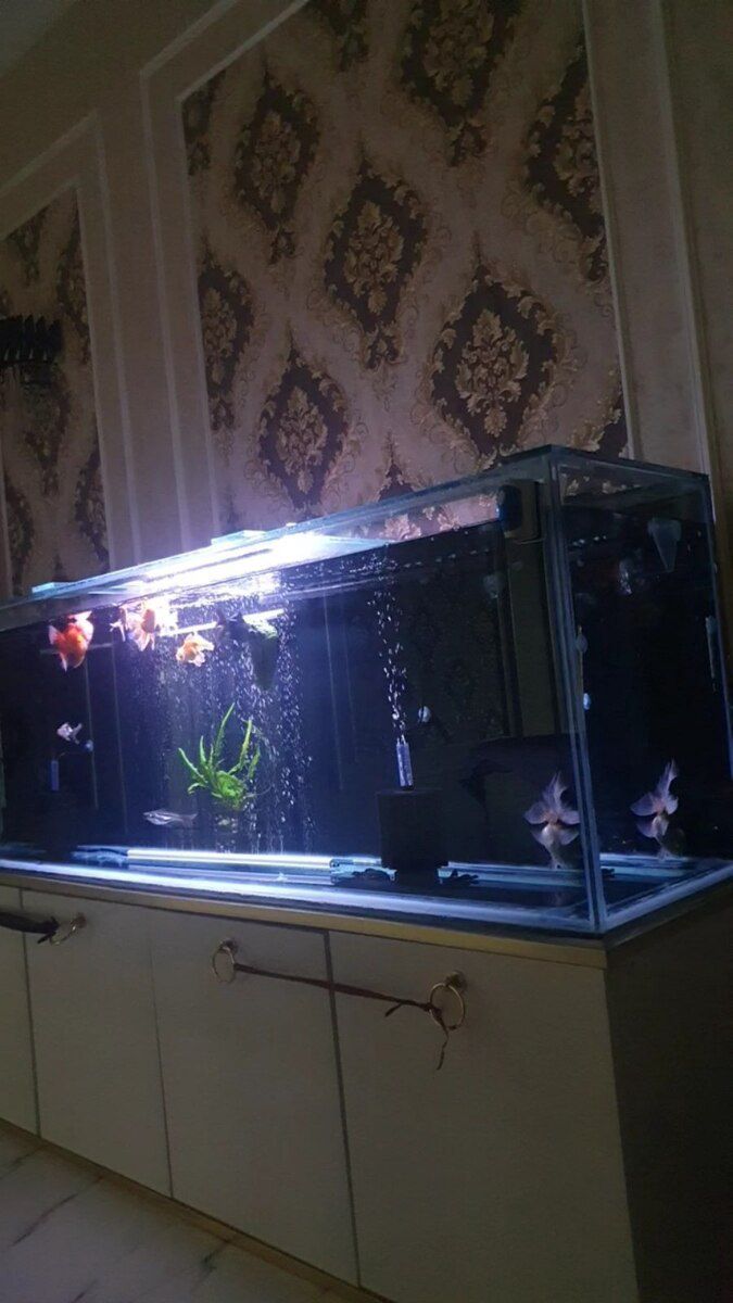 Akvarium — Akvariumlar və balıqlar, Gəncə (2)