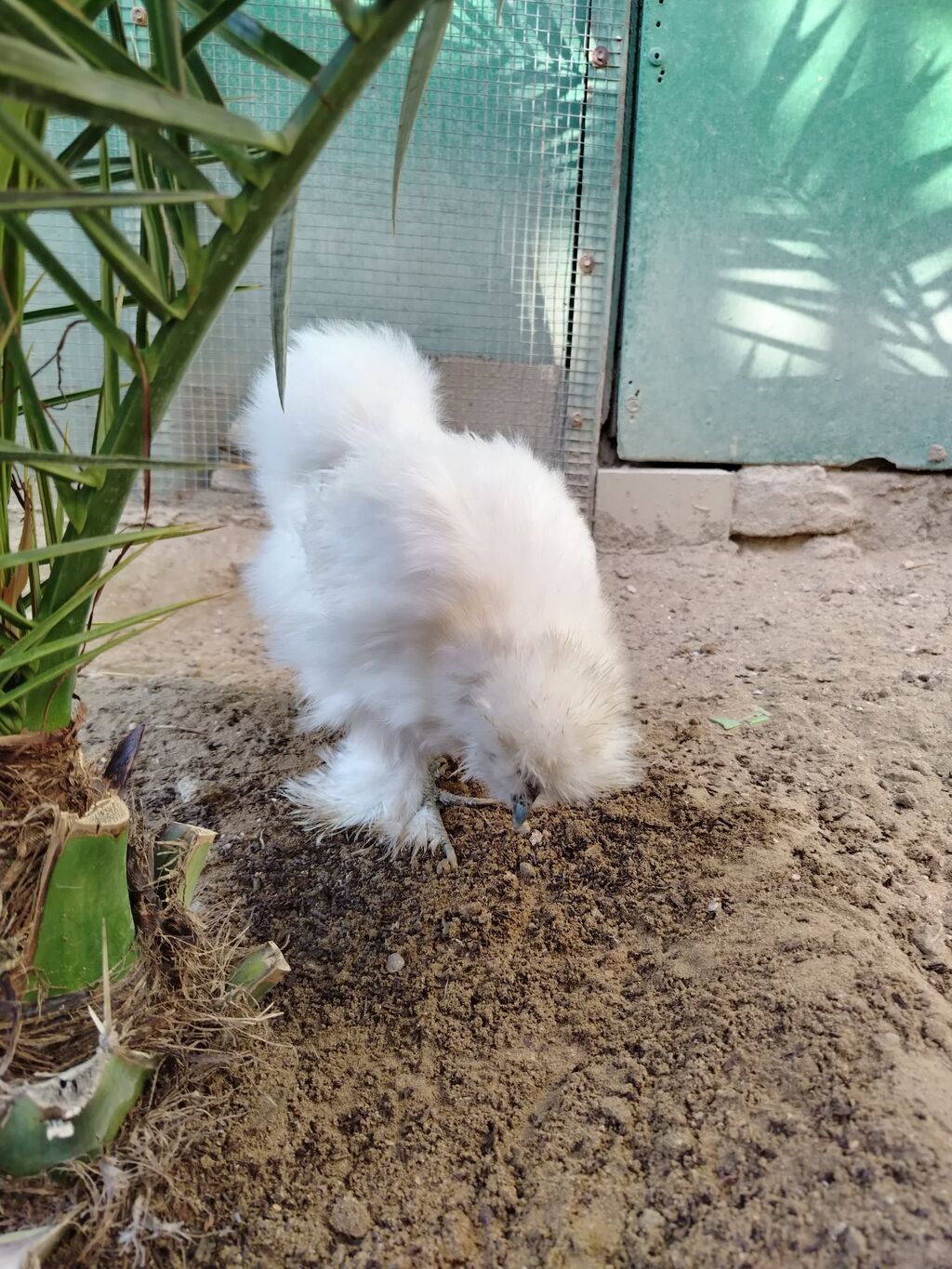 Ağ pon pon cinsli dekorativ toyuq, damazlıq — Toyuq və xoruz, Digah (4)