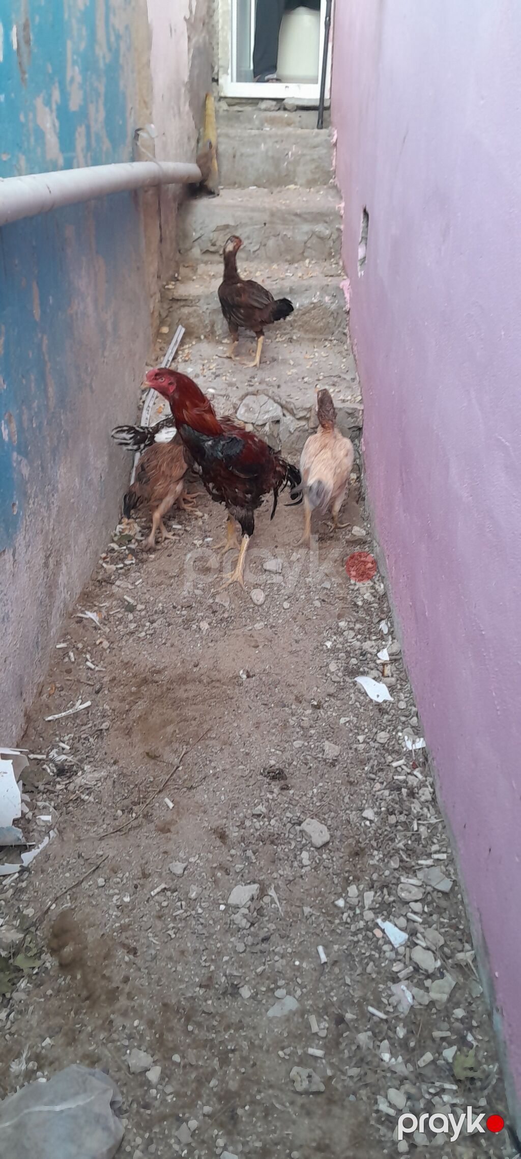 Heyrati toyuq fərəsi və xoruz satılır, 4 fərə, 1 xoruz — Toyuq və xoruz, Bakı