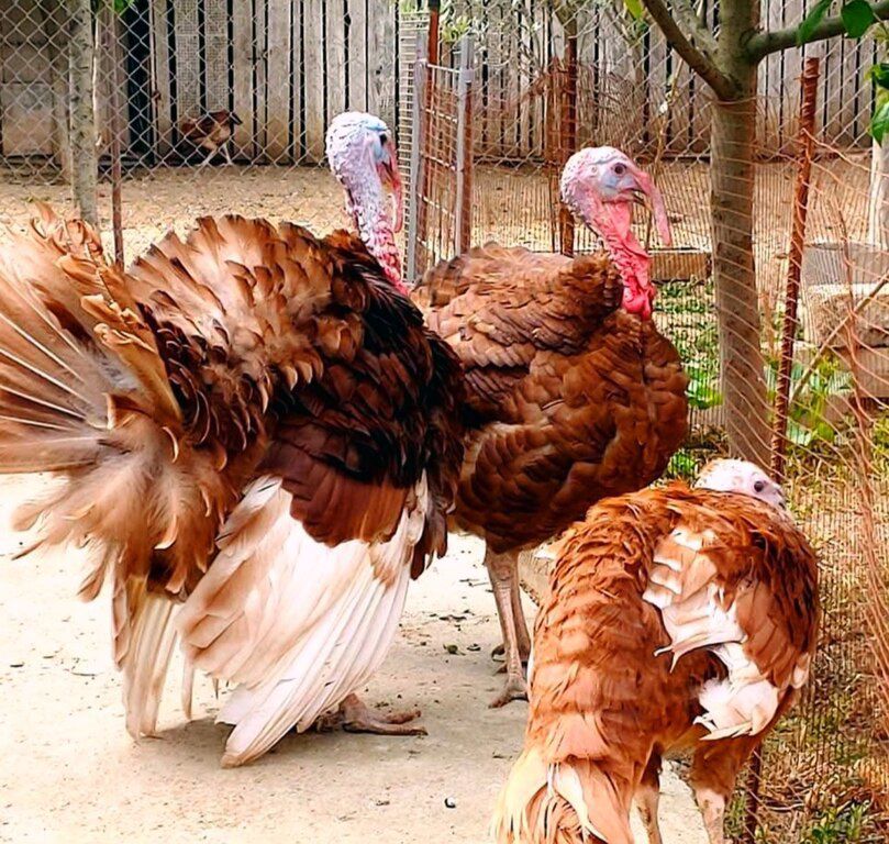 Red Burbon hinduşka yumurtası — Quşlar, Bakı (5)