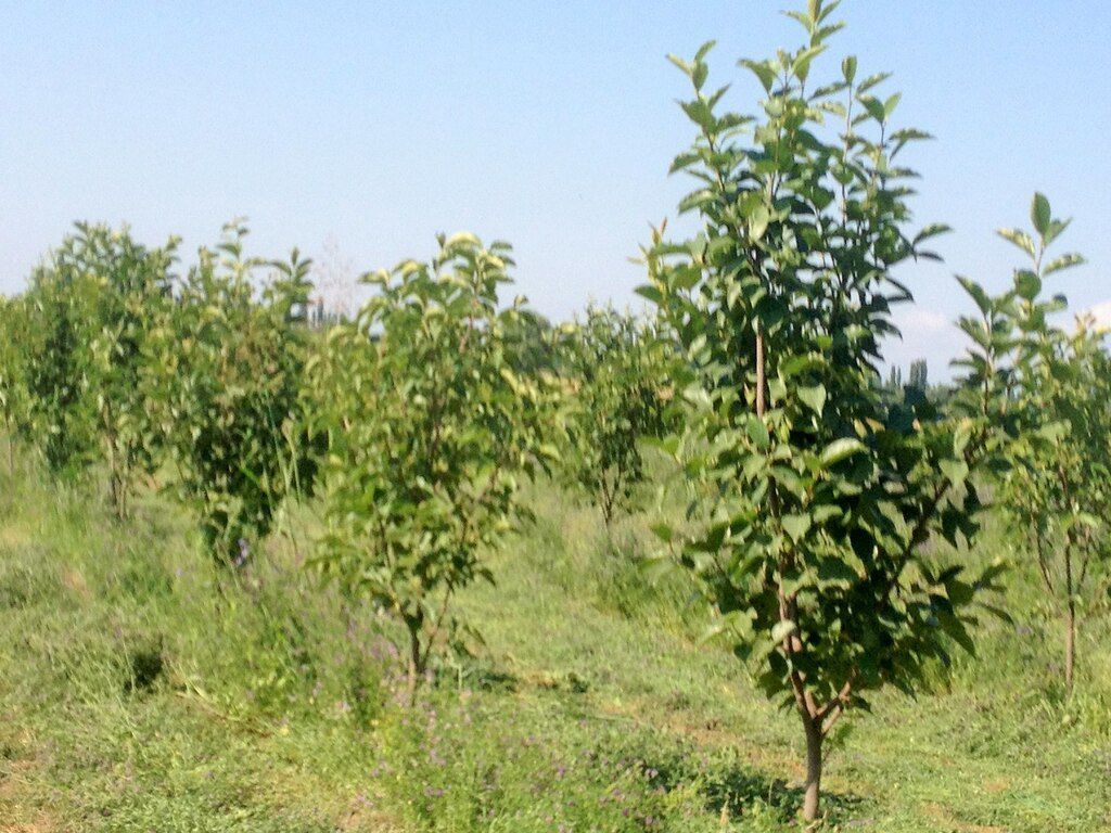 149 sot torpaq sahəsi, Bərdə r — Torpaq, Bərdə (9)