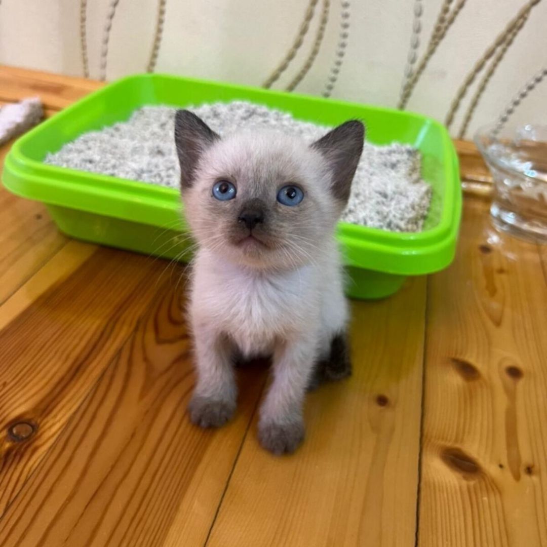 Сиамские котята — Pişiklər, Bakı (2)